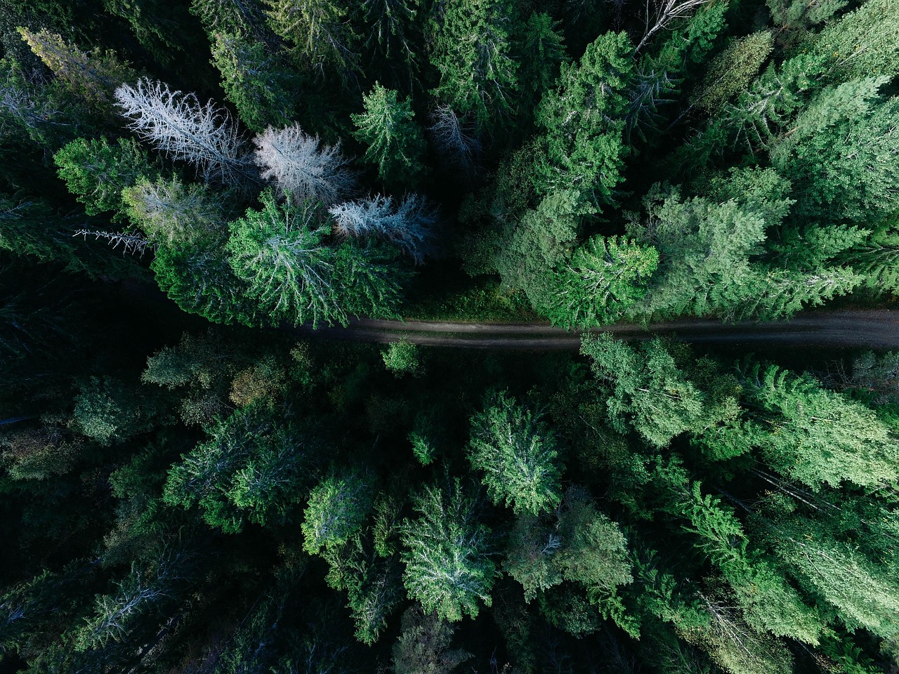 Aerial view of a calm green pine forest