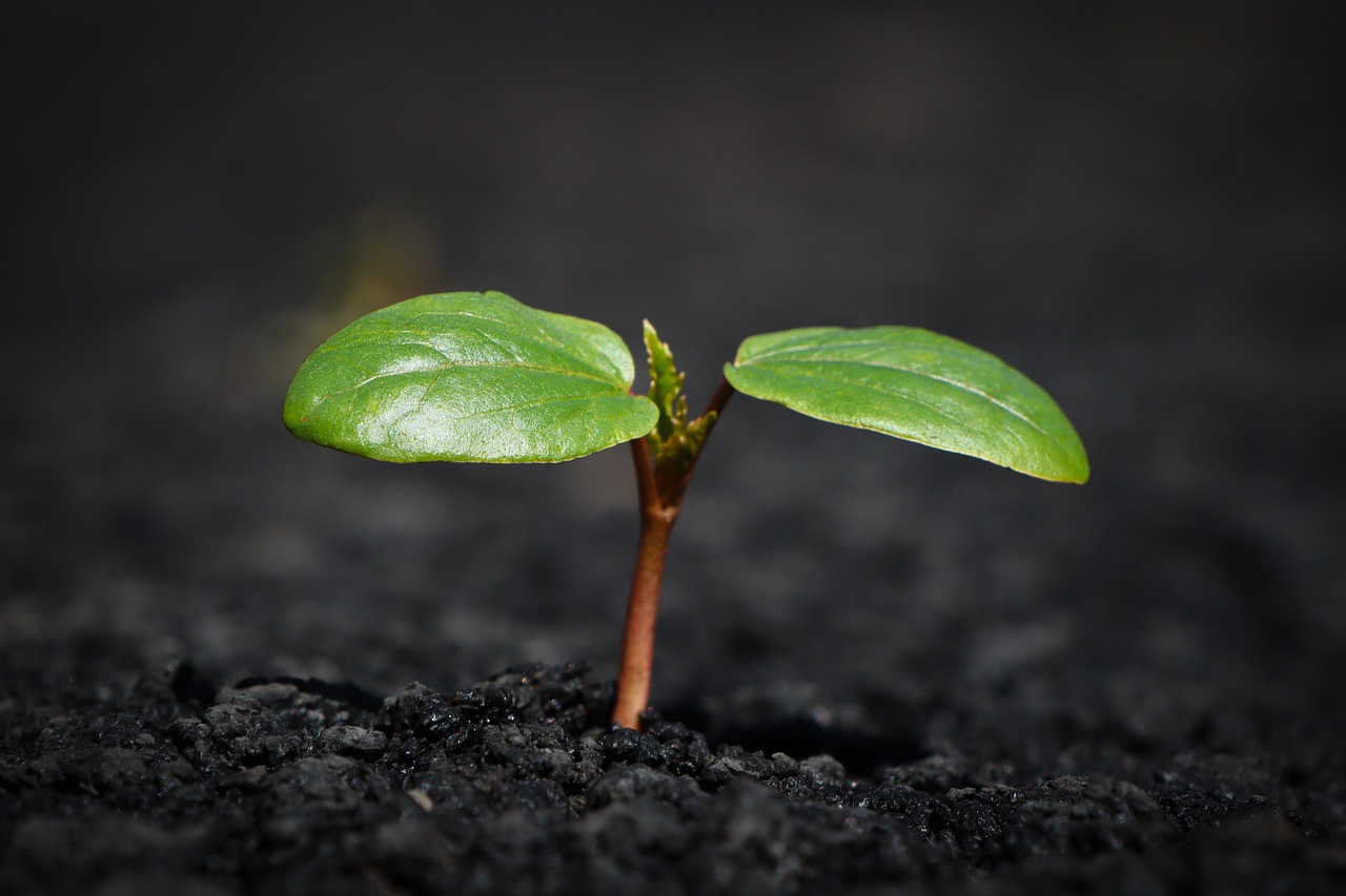 A young plant sprouting — recovered revenue growth